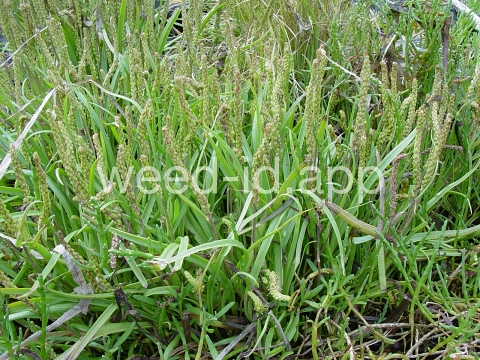 arrowgrass, seaside